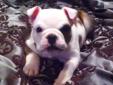 Price: $1900
Hi everyone, my name is Clara and I'm an English Bulldog puppy. I was born on March 11th and am ready for my forever home soon. I enjoy playing with my toys and sometimes I even bark or growl to let them know who's boss! I do love playtime,