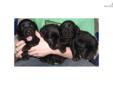 Price: $800
This advertiser is not a subscribing member and asks that you upgrade to view the complete puppy profile for this Labrador Retriever, and to view contact information for the advertiser. Upgrade today to receive unlimited access to