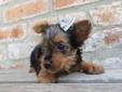 Price: $900
CLEOPATRA IS A VERY PLAYFUL LITTLE YORKIE! SHE IS CKC REGISTERED, MICROCHIPPED, DR. EXAMINED, AND READY TO GO TO HER NEW HOME. WE OFFER FINANCING AT 0% INTEREST FOR 6 MONTHS WITH APPROVED CREDIT. CALL OR STOP BY TO MEET HER. 601-264-5785