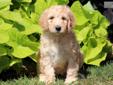 Price: $795
You will not be able to resist this beautiful Goldendoodle puppy! She is vaccinated, wormed and comes with a 1 year genetic health guarantee. This fluff ball is lively and cute. Her date of birth is July 12th and her momma is a Golden