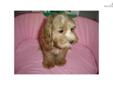 Price: $550
EMPIRE PUPPIES CURRENTLY HAVE FEMALE COCKAPOO PUPPY FOR $550 & UP FEE. 9-15 WEEKS OLD, GOT SHOTS UTD, DEWORMED. FOR MORE PUPPIES, PLEASE VISIT OUR WEBSITE AT WWW.EMPIREPUPPIES.NET OR CALL 718-321-1977. WE ARE LOCATE AT 164-13 NORTHERN BLVD.