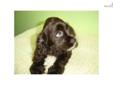 Price: $399
FEMALE / MALE COCKER SPANIEL, PUPPIES. ASKING $399 & UP. 8-13 WEEKS OLD,THEY GOT SHOTS UTD,PAPER, DEWORMED, PAPER AS WELL. FOR MORE PUPPIES,PLEASE VISIT OUR WEBSITE AT WWW.EMPIREPUPPIES.NET OR CALL 718-321-1977. WE R LOCATE AT 164-13 NORTHERN