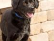 Annie is a combination of cocker spaniel and blue heeler! She is willing to please and is very eager to learn. She is very picky about her doggie friends, so may prefer to be an only dog or to get to knoe the other dog well before adoption. Annie will
