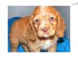 Price: $400
SHERRY is a beautiful buff cocker spaniel female that was born 1-7-13. She is a very friendly, playful and cuddly puppy, who will make a great pet for your family. SHERRY up to date on her vaccinations and wormings. We are asking $400 for her,