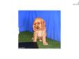 Price: $350
RADAR is a beautiful red cocker spaniel male that was born 11-27-12. He is a very friendly, playful and cuddly puppy, who will make a great pet for your family. RADAR up to date on his vaccinations and wormings. We are asking $350 for him,