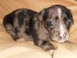 Duskie and his eight brothers and sisters are 4 1/2 weeks old. We are looking for future forever homes for them OR FOSTER HOMES! Duskie adorable merle male, and he seems to have short hair. His mom is a Cocker Spaniel mix, possible with Sheltie. The