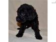 Price: $950
Coco's mother is Cocoa my very calm and sweet chocolate Lab. Her father is my AKC Red Standard Poodle Pepi. She is expected to be very healthy due to hybrid vigor & her coat should be little to no shed. Coco will be socialized with small