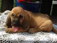 Price: $600
Stunning! These little ones will be ready to go at 8 wks old and can be shipped by ground or air. The Bloodhound is a kind, patient, noble, mild-mannered and lovable dog. Gentle, affectionate and excellent with children. This is truly a good