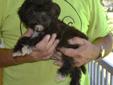 Price: $400
Neutered...We have the most darling little Shih Tzu and Poodle mix pup... Both parents are here on our farm. Parents are triple registered AKC/ACA/APRI. We have pups that are cute as can be. We expect the pups to be small when they are grown,