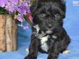 Price: $500
Neutered...We have the most darling little Shih Tzu and Poodle mix pup... Both parents are here on our farm. Parents are triple registered AKC/ACA/APRI. We have pups that are cute as can be. We expect the pups to be small when they are grown,