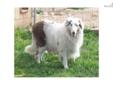Price: $300
This advertiser is not a subscribing member and asks that you upgrade to view the complete puppy profile for this Collie, and to view contact information for the advertiser. Upgrade today to receive unlimited access to NextDayPets.com. Your