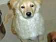 Please complete the pre-adoption Questionnaire at Clintoncohumanesociety.org We will promptly contact you. Beautiful mixed breed pup approx 14 weeks old April 17th. Very friendly and well socialized. Monty has been vet checked, altered, wormed and is