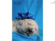 Price: $1400
This advertiser is not a subscribing member and asks that you upgrade to view the complete puppy profile for this Golden Retriever, and to view contact information for the advertiser. Upgrade today to receive unlimited access to