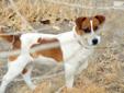 Price: $1000
This advertiser is not a subscribing member and asks that you upgrade to view the complete puppy profile for this Jack Russell Terrier, and to view contact information for the advertiser. Upgrade today to receive unlimited access to