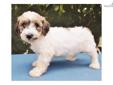 Price: $1400
English Cream Goldendoodle Puppy...now taking a reservation at Pine Ridge Goldens. Standard size born April 11th, 2013 for $1400; mother is our Parti Standard Poodle, sire is our Champion Imported Line AKC 100% full English Cream Golden