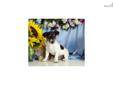 Price: $250
Jack Russell Terrier for sale Up-to-date on vaccinations and ready to go. Shipping is available. Please call us for more details if you are interested... 570-966-2990 (calls only - no emails)
Source: