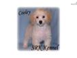 Price: $350
Cooley is an exquisite little boy; very loving and playful but calm in nature. Great color, short compact body, and sweet personality all combine to make Cooley a great pet. He would make an awesome pet or a great addition to any breeding