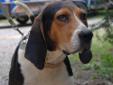 George is a true hound dog that just wandered up the director's driveway one day. He was very skinny and was excited to be in a place where he would be fed everyday. George is affectionate pooch who would love to be a part of your family! George loves his