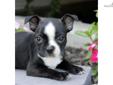 Price: $450
This advertiser is not a subscribing member and asks that you upgrade to view the complete puppy profile for this Boston Terrier, and to view contact information for the advertiser. Upgrade today to receive unlimited access to NextDayPets.com.
