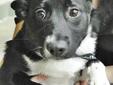 Hi! I am Clarise! Don't you think I am cute? Most people think I am! I am a corgi/American blue heeler mix. What a wonderful combination! I am black with some white on my chest and tummy and I have white boots on my front feet! Did you notice my ears?