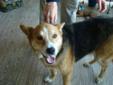 Elvis is a very friendly, happy Corgi-Shepard mix, who is about 4 or 5 years old. He weighs about 50 pounds. Although he has not had any training, he is very well behaved, and does not pull when being walked on a leash. He should be adopted by a home that