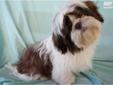Price: $650
This advertiser is not a subscribing member and asks that you upgrade to view the complete puppy profile for this Shih Tzu, and to view contact information for the advertiser. Upgrade today to receive unlimited access to NextDayPets.com. Your
