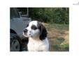Price: $1000
This advertiser is not a subscribing member and asks that you upgrade to view the complete puppy profile for this Saint Bernard - St. Bernard, and to view contact information for the advertiser. Upgrade today to receive unlimited access to