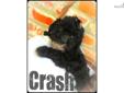 Price: $500
Crash is a little black and white male toy poodle! He currently weighs 1.08 pounds and is full of energy! He is ready to find his furrever home! He is up to date on his vaccinations, micro chipped, checked by our doctors and CKC registered! We