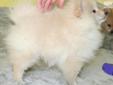 Price: $875
Can you say POWDER PUFF? I'm not sure where her fur ends and her body begins! She looks like a cotton ball, but her fur is definitely softer than one! I swear, I could probably sweep my entire floor with her hair. She looks just like a teddy