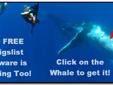 Pretty Cool Huh? Ya Know, Our Free Craigslist Software is Just as Amazing Too...
Talk About a Stupid Way To Try And Introduce The Subject About A Whale...
You Are Looking at The Whale and Not The Girsl, Right?...