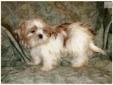 Price: $375
Cuddley Little Male Shih Tzu Puppy. Jin was born on 04-07-2013. He is a white parti color. His estimated adult weight is around 6 1/2 pounds. He has a beautiful thick coat. Jin is utd on shots and wormings and he will have a Florida Health