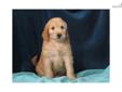 Price: $875
At http://www.albarkkennels.com this is F1b GOLDENDOODLE: KANE (M). KANE is a handsome little lover that loves to cuddle and be by your side. This little boy will bring tons of love into your home. The Kauffman family lives in beautiful