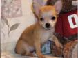 Price: $400
Cuddly Little Fawn Sable Female Chihuahua. Twinkie was born on 05-26-2013. She has a thick short fawn sable coat. She weighed one pound 4 ounces at 8 weeks old, so she is charting around 4 pounds as an adult. Twinkie is utd on shots and