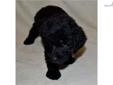 Price: $950
Cupcake's mother is Cocoa my very calm and obedient chocolate Labrador Retriever. Her father is my AKC Red Standard Poodle Pepi. Cupcake will be socialized with small children and cats. She is being crate and potty trained. Cupcake will have