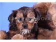Price: $499
Cupid is the male Shorkie that you have been waiting for!! He will light up your life. Cupid loves everyone and will play all day long if you want him to!! He has a great personality and is super sweet!! He comes with a one year health