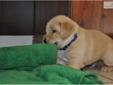 Price: $350
This advertiser is not a subscribing member and asks that you upgrade to view the complete puppy profile for this Labrador Retriever, and to view contact information for the advertiser. Upgrade today to receive unlimited access to