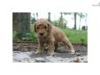 Price: $1100
This advertiser is not a subscribing member and asks that you upgrade to view the complete puppy profile for this Goldendoodle, and to view contact information for the advertiser. Upgrade today to receive unlimited access to NextDayPets.com.