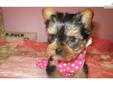 Price: $1000
This advertiser is not a subscribing member and asks that you upgrade to view the complete puppy profile for this Yorkshire Terrier - Yorkie, and to view contact information for the advertiser. Upgrade today to receive unlimited access to
