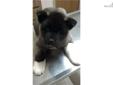 Price: $900
This advertiser is not a subscribing member and asks that you upgrade to view the complete puppy profile for this Akita, and to view contact information for the advertiser. Upgrade today to receive unlimited access to NextDayPets.com. Your
