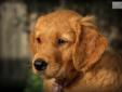 Price: $1200
(KS) Competitive/Versatility Golden Retriever Pups Ready June 27, 2013 Beautiful, playful, and smart. This pup has it! Sire: RockErin Toon Army for King Kevin SH ***, Keegan , (FC AFC OTCH FTCH AFTCH Can MOTCH TNT's Stanley Steamer UDX, WCX,