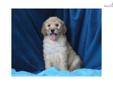 Price: $875
At http://www.albarkkennels.com this is F1b GOLDENDOODLE: KERRA (F). KERRA is a cute and exciting puppy! She is being raised inside and loves attention. Ready for your home now. The Kauffman family lives in beautiful Oakland, Maryland and have