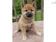 Price: $800
*****SALE PENDING***** Cute red sesame female Shiba Inu puppy raised in our home. She has had constant attention from our kids and has a very friendly disposition. her parents are our family pets, and are both AKC registered with champion