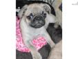 Price: $550
This advertiser is not a subscribing member and asks that you upgrade to view the complete puppy profile for this Pug, and to view contact information for the advertiser. Upgrade today to receive unlimited access to NextDayPets.com. Your