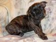 Price: $850
Cute Little Male Frenchton Puppy. (3/4 french bulldog, 1/4 boston terrier) Claude was born on 06-15-2013. He is a good, loving puppy. He is very sweet and looks just like a french bulldog puppy. Claude is brindle with a bit of white on his