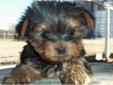 Price: $1000
MOJO IS GORGEOUS, HE HAS THE CUTEST LITTLE TEDDY BEAR FACE. HIS COAT IS SOFT AND THICK AND, HE SHOULD BE BLACK AND GOLD AS AN ADULT. HE LOVES TO CUDDLE AND BE HELD, HE IS CHARTING TO WEIGH BETWEEN 3.5 AND 4 LBS. GROWN. HE IS CURRENT ON SHOTS