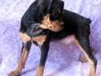 Price: $500
Super-cute male Carlin Pinscher pup. This darling boy is ready for his forever family. Sweet natured, funny and playful, he will put a smile on your face! Vegas is vet checked and current on vaccinations. He is ready for his forever home!