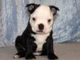 Price: $800
This is a cutie little Boston Terrier female.Â She is very sweet cute and flashly.She is a live-wire! Their mom isÂ Black and White, dad is alsoÂ Black and White. Your Pupppy will come with AKC Registration Papers, health certificate, vaccination