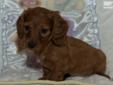 Price: $895
This advertiser is not a subscribing member and asks that you upgrade to view the complete puppy profile for this Dachshund, and to view contact information for the advertiser. Upgrade today to receive unlimited access to NextDayPets.com. Your