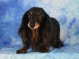 Jalin is a 12 year old black/tan long hair dachshund. Jalin was removed from a hoarder, and her condition is not at its best... Jalin is very over-weight and is currently on a healthy diet to get her down to a comfortable size. She will need a dental as