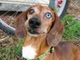 Brown & WhiteSmooth Boy w/ Blue and Brown Eye Adoption Fee $150.00 Brown & White Smooth Boy with one Blue and one Brown Eye 14 lbs/ 8 years old Hi there! My name is Zorro. Just so no one gets confused, I am not the REAL Zorro but I am every bit as awesome